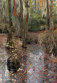 海滨沼泽森林(落羽杉类型) – CEGL 004079 海滨沼泽森林(落羽杉类型) – CEGL 004079
