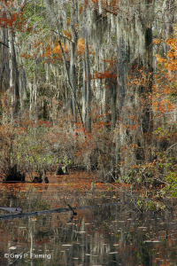 海滨沼泽森林(落羽杉类型) – CEGL 004079 海滨沼泽森林(落羽杉类型) – CEGL 004079
