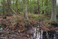 海滨沼泽森林(红枫 - 沼泽树类型) – CEGL 004082 海滨沼泽森林(红枫 - 沼泽树类型) – CEGL 004082