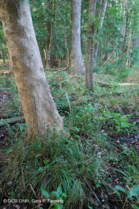 海滨沼泽森林(红枫 - 沼泽树类型) – CEGL 004082 海滨沼泽森林(红枫 - 沼泽树类型) – CEGL 004082