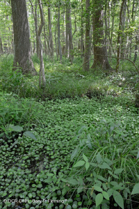 海滨沼泽森林(红枫 - 沼泽树类型) – CEGL 004082 海滨沼泽森林(红枫 - 沼泽树类型) – CEGL 004082