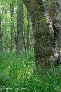 海滨沼泽森林(红枫 - 沼泽树类型) – CEGL 004082 海滨沼泽森林(红枫 - 沼泽树类型) – CEGL 004082