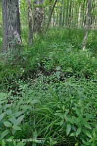 海滨沼泽森林(红枫 - 沼泽树类型) – CEGL 004082 海滨沼泽森林(红枫 - 沼泽树类型) – CEGL 004082