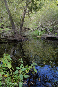海滨沼泽森林(黑柳类型) – CEGL 006348 海滨沼泽森林(黑柳类型) – CEGL 006348