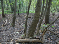 海滨沼泽森林(黑柳类型) – CEGL 006348 海滨沼泽森林(黑柳类型) – CEGL 006348