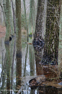 滨海湿地火炬松林 – CEGL 006137 滨海湿地火炬松林 – CEGL 006137