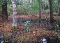 滨海湿地火炬松林 – CEGL 006137 滨海湿地火炬松林 – CEGL 006137