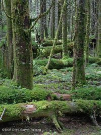 弗雷泽冷杉林 - CEGL 006049 弗雷泽冷杉林 - CEGL 006049