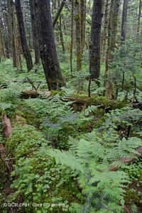 弗雷泽冷杉林 - CEGL 006049 弗雷泽冷杉林 - CEGL 006049