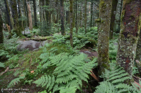 弗雷泽冷杉林 - CEGL 006049 弗雷泽冷杉林 - CEGL 006049