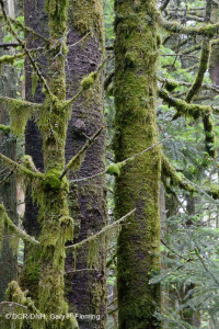 弗雷泽冷杉林 - CEGL 006049 弗雷泽冷杉林 - CEGL 006049