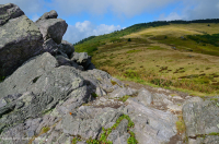 南阿巴拉契亚草秃山 – CEGL 004242 南阿巴拉契亚草秃山 – CEGL 004242