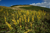 南阿巴拉契亚草秃山 – CEGL 004242 南阿巴拉契亚草秃山 – CEGL 004242