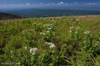 南阿巴拉契亚草秃山 – CEGL 004242 南阿巴拉契亚草秃山 – CEGL 004242