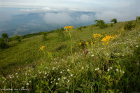 南阿巴拉契亚草秃山 - CEGL 004242 南阿巴拉契亚草秃山 - CEGL 004242