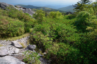 南阿巴拉契亚卡托巴杜鹃花荒地秃头 – CEGL 003818 南阿巴拉契亚卡托巴杜鹃花荒地秃头 – CEGL 003818