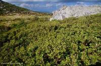 南阿巴拉契亚落叶荒地秃头 – CEGL 004819 南阿巴拉契亚落叶荒地秃头 – CEGL 004819