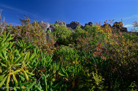 南阿巴拉契亚卡托巴杜鹃花荒地秃头 – CEGL 003818 南阿巴拉契亚卡托巴杜鹃花荒地秃头 – CEGL 003818