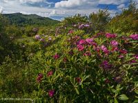 南阿巴拉契亚卡托巴杜鹃花荒地秃头 - CEGL 003818 南阿巴拉契亚卡托巴杜鹃花荒地秃头 - CEGL 003818