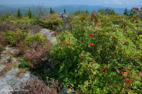 南阿巴拉契亚落叶荒地秃头 – CEGL 004819 南阿巴拉契亚落叶荒地秃头 – CEGL 004819