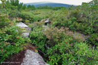 南阿巴拉契亚混合荒地秃头 – CEGL 003814 南阿巴拉契亚混合荒地秃头 – CEGL 003814