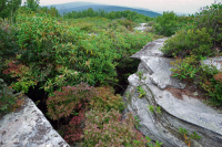 南阿巴拉契亚混合荒地秃头 – CEGL 003814 南阿巴拉契亚混合荒地秃头 – CEGL 003814