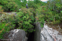 南阿巴拉契亚混合荒地秃头 – CEGL 003814 南阿巴拉契亚混合荒地秃头 – CEGL 003814