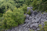 中央阿巴拉契亚高海拔博尔德菲尔德森林/林地 – CEGL 008504 中央阿巴拉契亚高海拔博尔德菲尔德森林/林地 – CEGL 008504