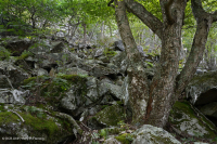 中央阿巴拉契亚高海拔博尔德菲尔德森林/林地 – CEGL 008504 中央阿巴拉契亚高海拔博尔德菲尔德森林/林地 – CEGL 008504