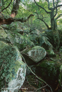 中央阿巴拉契亚高海拔博尔德菲尔德森林/林地 – CEGL 008504 中央阿巴拉契亚高海拔博尔德菲尔德森林/林地 – CEGL 008504