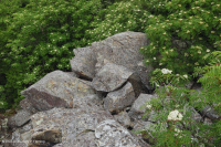 中央阿巴拉契亚高海拔博尔德菲尔德森林/林地 – CEGL 008504 中央阿巴拉契亚高海拔博尔德菲尔德森林/林地 – CEGL 008504