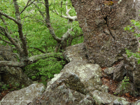 中央阿巴拉契亚高海拔博尔德菲尔德森林/林地 – CEGL 008504 中央阿巴拉契亚高海拔博尔德菲尔德森林/林地 – CEGL 008504