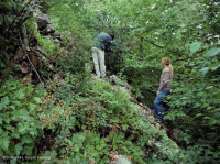 中央阿巴拉契亚高海拔博尔德菲尔德森林/林地 – CEGL 008504 中央阿巴拉契亚高海拔博尔德菲尔德森林/林地 – CEGL 008504