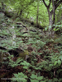 中央阿巴拉契亚高海拔博尔德菲尔德森林/林地 – CEGL 008504 中央阿巴拉契亚高海拔博尔德菲尔德森林/林地 – CEGL 008504