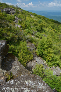 中央阿巴拉契亚高海拔博尔德菲尔德森林/林地 – CEGL 008504 中央阿巴拉契亚高海拔博尔德菲尔德森林/林地 – CEGL 008504