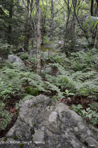 南阿巴拉契亚高海拔博尔德菲尔德森林/林地 - CEGL 006124 南阿巴拉契亚高海拔博尔德菲尔德森林/林地 - CEGL 006124