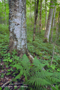 南阿巴拉契亚高海拔里奇湾森林 – CEGL 004973 南阿巴拉契亚高海拔里奇湾森林 – CEGL 004973