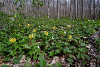 南阿巴拉契亚高海拔里奇湾森林 – CEGL 004973 南阿巴拉契亚高海拔里奇湾森林 – CEGL 004973