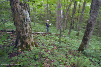 南阿巴拉契亚高海拔里奇湾森林 – CEGL 004973 南阿巴拉契亚高海拔里奇湾森林 – CEGL 004973