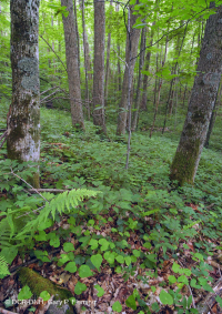 南阿巴拉契亚高海拔里奇湾森林 – CEGL 004973 南阿巴拉契亚高海拔里奇湾森林 – CEGL 004973