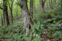 南阿巴拉契亚高海拔里奇湾森林 - CEGL 004973 南阿巴拉契亚高海拔里奇湾森林 - CEGL 004973