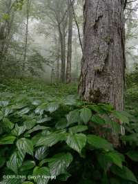 南阿巴拉契亚高海拔里奇湾森林 – CEGL 004973 南阿巴拉契亚高海拔里奇湾森林 – CEGL 004973