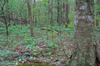 南阿巴拉契亚高海拔里奇湾森林 – CEGL 004973 南阿巴拉契亚高海拔里奇湾森林 – CEGL 004973