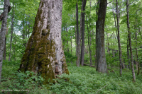 南阿巴拉契亚高海拔里奇湾森林 – CEGL 004973 南阿巴拉契亚高海拔里奇湾森林 – CEGL 004973