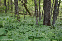 南阿巴拉契亚高海拔里奇湾森林 – CEGL 004973 南阿巴拉契亚高海拔里奇湾森林 – CEGL 004973