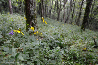 南阿巴拉契亚高海拔里奇湾森林 – CEGL 004973 南阿巴拉契亚高海拔里奇湾森林 – CEGL 004973