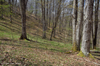 北阿巴拉契亚里奇湾森林 - CEGL 006637 北阿巴拉契亚里奇湾森林 - CEGL 006637