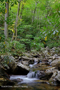 高海拔酸性海湾森林 – CEGL 007861 高海拔酸性海湾森林 – CEGL 007861