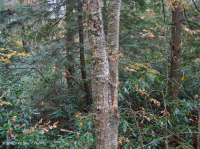 高海拔酸性海湾森林 – CEGL 007861 高海拔酸性海湾森林 – CEGL 007861