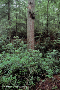 高海拔酸性海湾森林 - CEGL 007861 高海拔酸性海湾森林 - CEGL 007861